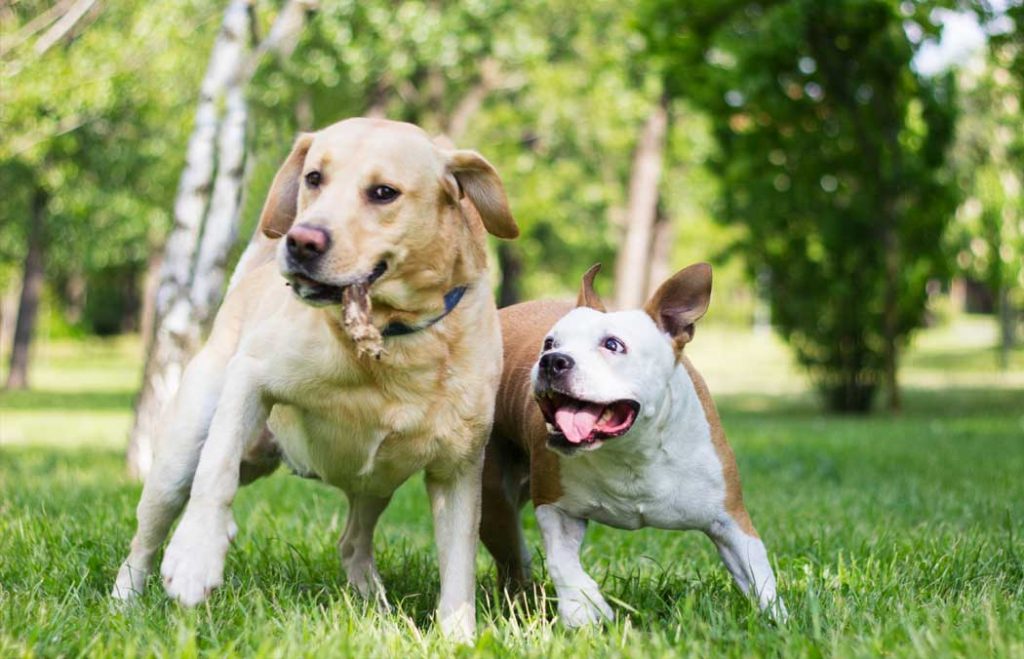 safe-and-fun-dog-daycare-in-west-little-rock-ar-canine-country-club