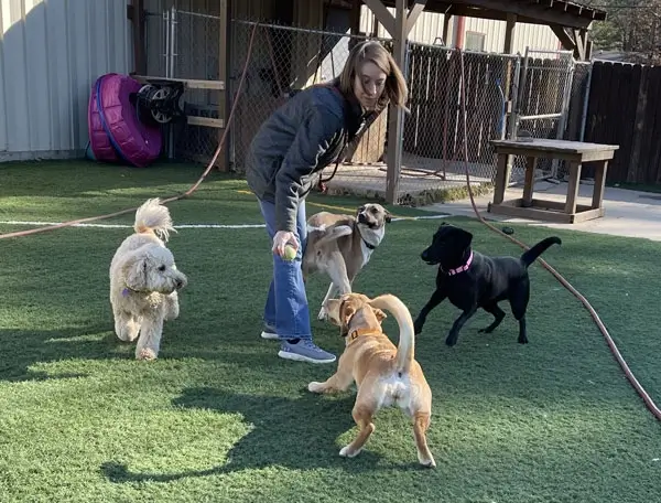 Employee Playing Fetch with a Group of Dogs