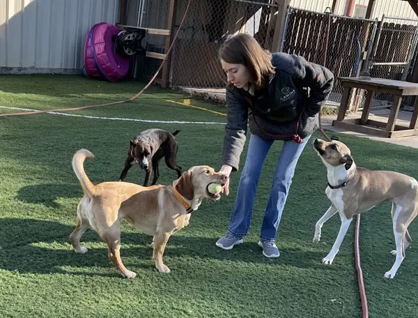 Dog Handing a Ball to Employee