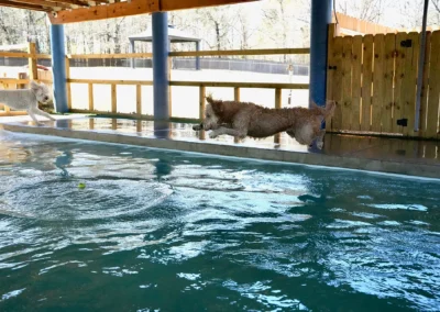 Dog Leaping into Covered Pool at Canine Country Club