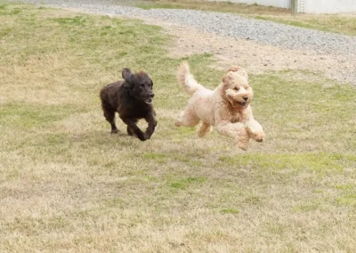Dogs Chasing Each Other in Grass at Canine Country Club