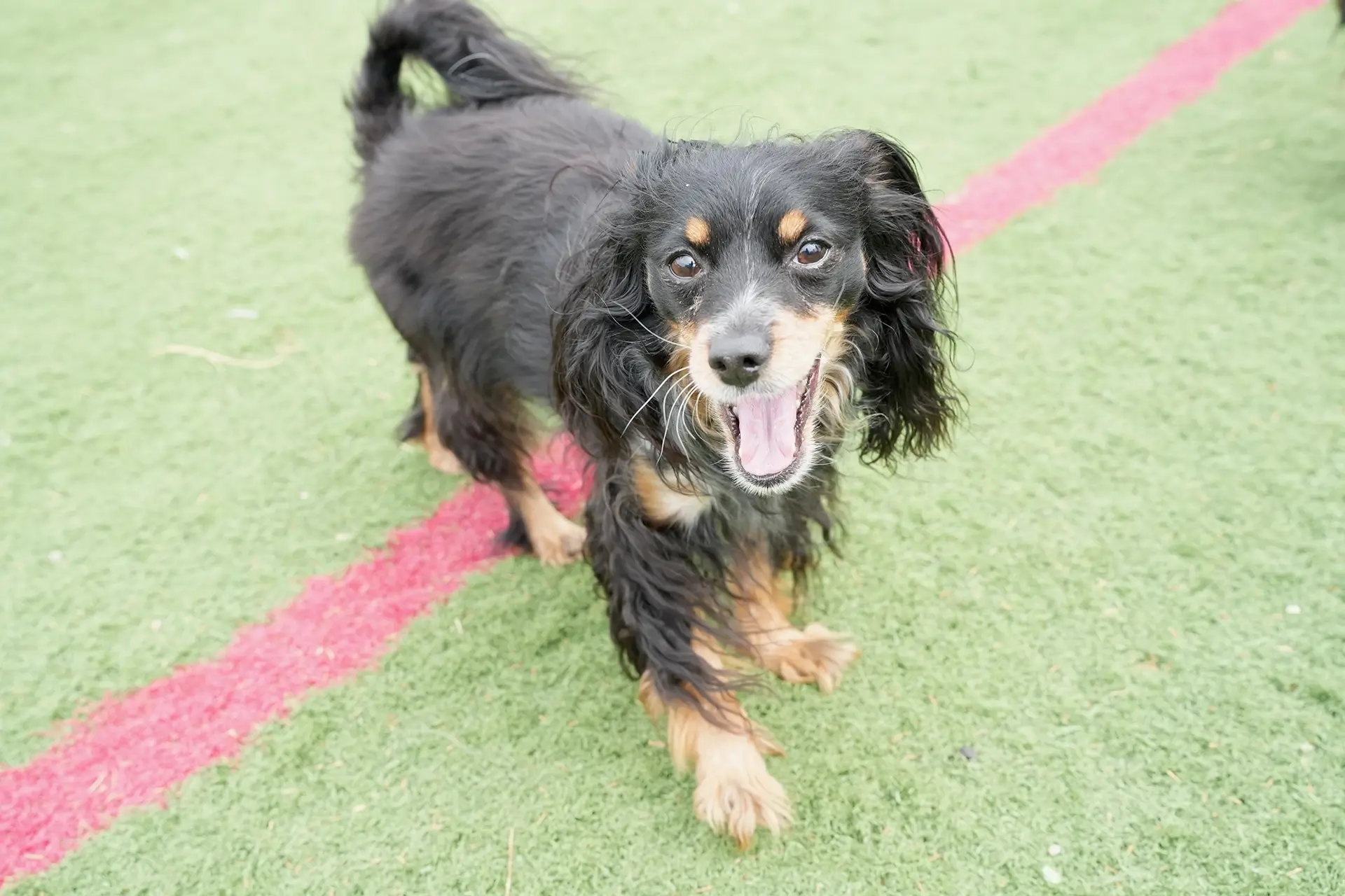 Black and Brown Dog Looking at Camera