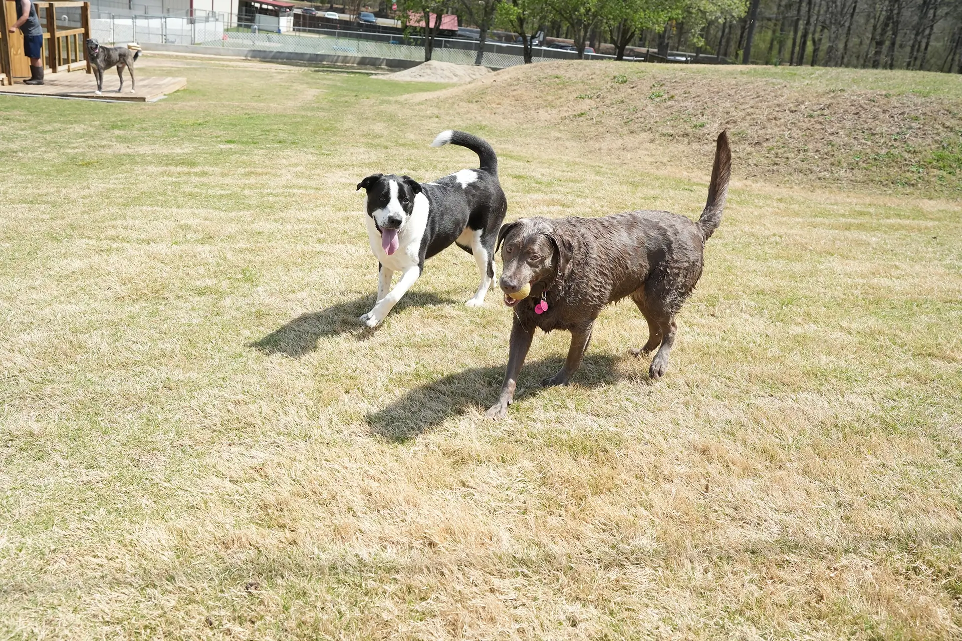 Dogs Playing in Yard with Ball