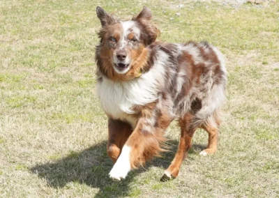Red Merle Australian Shepherd Running on Grass