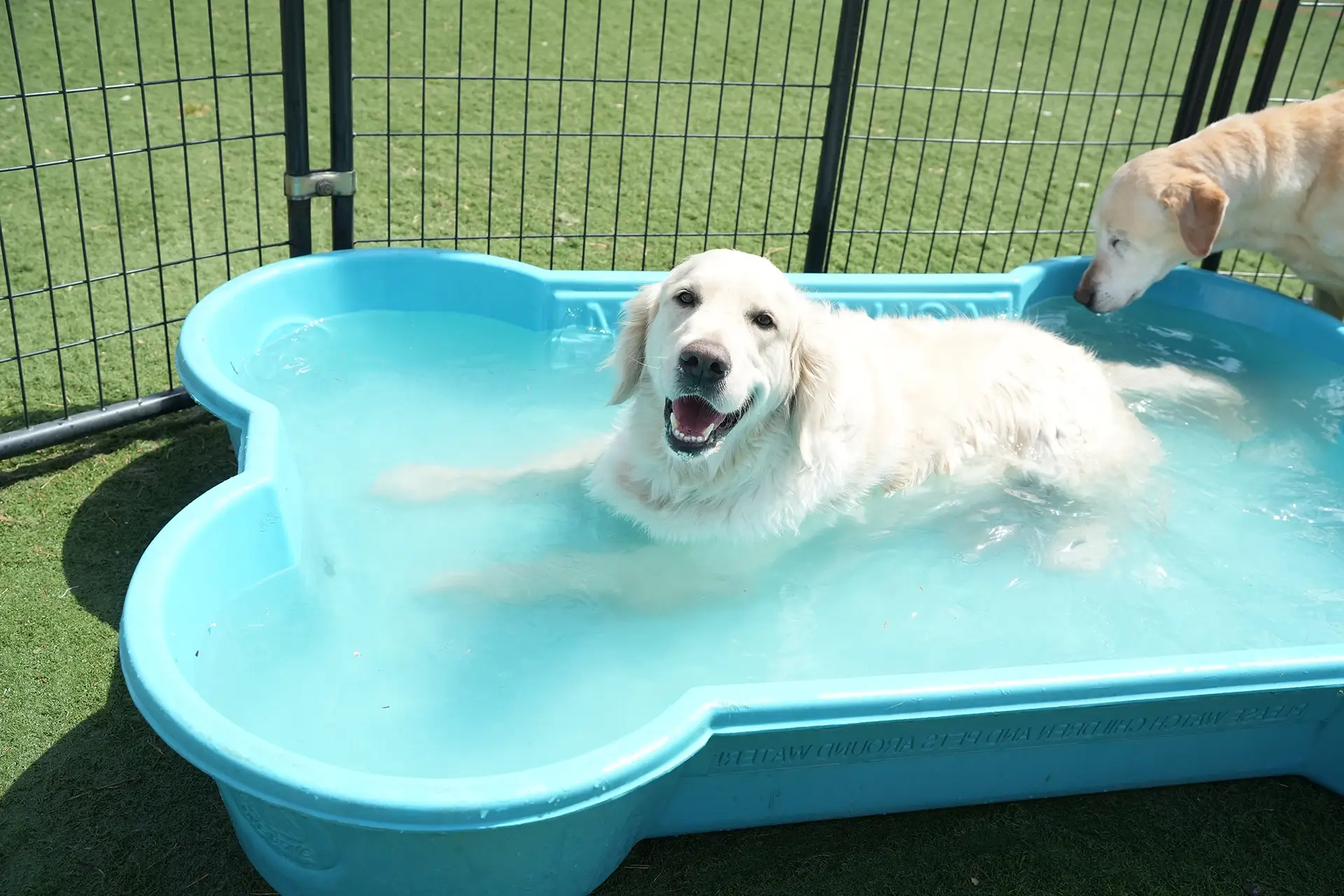 Dog Cooling Off in Bone-Shaped Pool