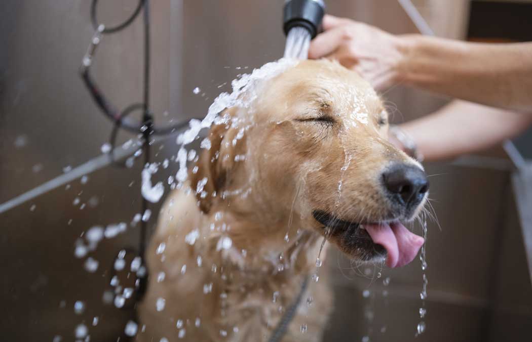 Dog Drinking Water While Getting Sprayed in a Bath