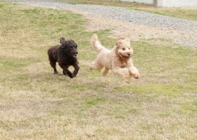 Two dogs, one black and one light tan, are running playfully across a grassy yard. The tan dog is in mid-air, both look energetic and happy. A gravel path and a white fence are visible in the background.