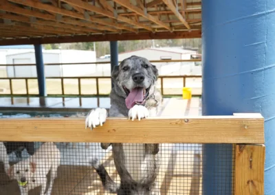 A happy dog with grey fur and its tongue out stands on its hind legs, leaning over a wooden fence in an outdoor enclosure. Other dogs and large blue pillars are visible in the background.