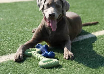 A gray dog with a pink collar lies on green artificial grass with its tongue out, front paws touching two chew toys shaped like bones, one green and one blue.