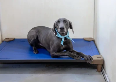 A gray dog with a blue bandana lies on a blue elevated bed in a plain, white-walled room, looking up with a calm and attentive expression.