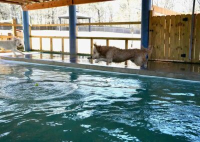 A curly-haired dog is leaping into a swimming pool under a covered area, while another dog runs nearby. Ripples are visible in the water, and a wooden fence and trees are in the background.
