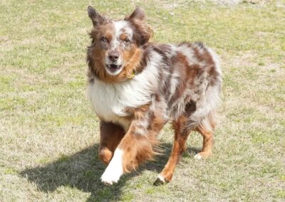A brown and white Australian Shepherd dog with a fluffy coat is walking on grass, looking toward the camera with one front paw lifted and ears perked up.