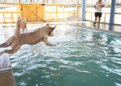 A curly-haired dog leaps into an indoor pool towards a tennis ball, while another dog and a person stand nearby on the pool deck. Sunlight streams through the wooden fence in the background.