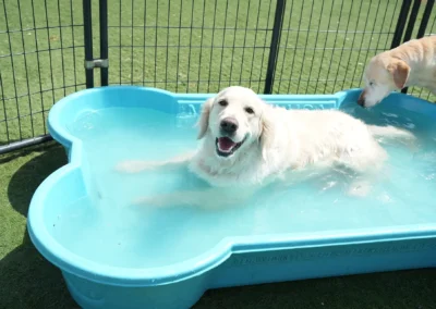 A happy golden retriever lounges in a blue bone-shaped kiddie pool, while another dog stands nearby, inside a fenced grassy area on a sunny day.